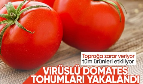 Tarımı ve sağlığı tehdit eden virüslü domates tohumları gümrükte yakalandı