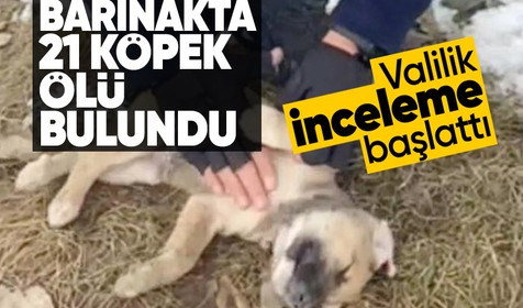 Köpeklerin zehirlenerek öldürüldüğü iddia edildi: Valilik inceleme başlattı