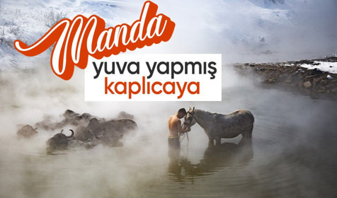Bitlis'teki hayvanlar kaplıcaya girdi