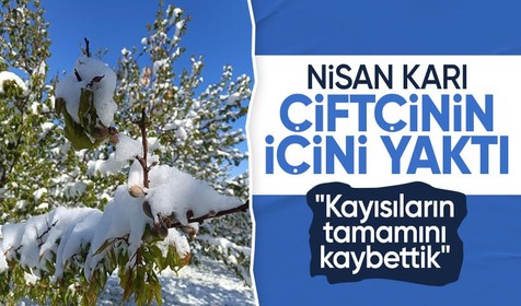 Kar yağışı Malatya'da üreticiyi perişan etti: Kayısının tamamını kaybettik