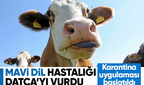 Mavi dil hastalığı Datça’yı vurdu: Karantina uygulaması başlatıldı