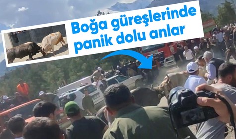 Artvin'de boğa güreşlerinde panik dolu anlar