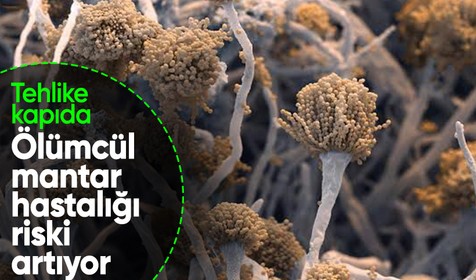 Tehlike kapıda: Ölümcül mantar hastalığı, küresel ısınmayla yayılabilir