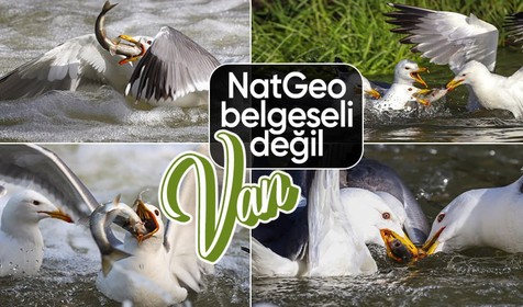 Martılar Van Gölü'nde göç eden inci kefallerini avlamaya çalıştı