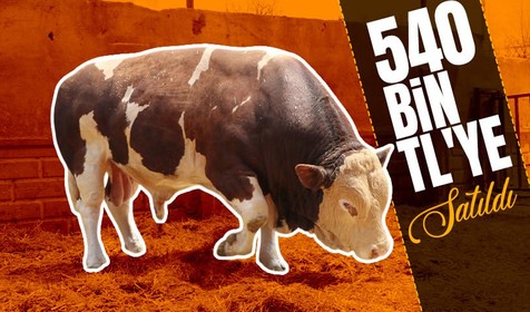 Kurban Bayramı yaklaşıyor! Şampiyon boğa Poyraz 540 bin TL'ye satıldı