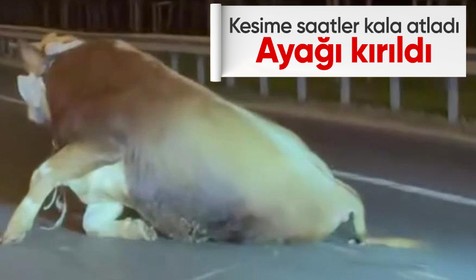 Ümraniye'de kamyonetten atlayan dananın ayağı kırıldı