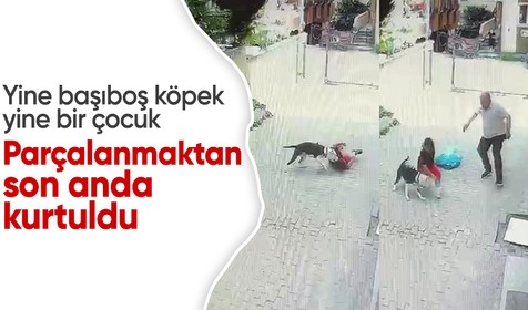 Pitbull cinsi köpek çocuğa saldırdı: O anlar kamerada