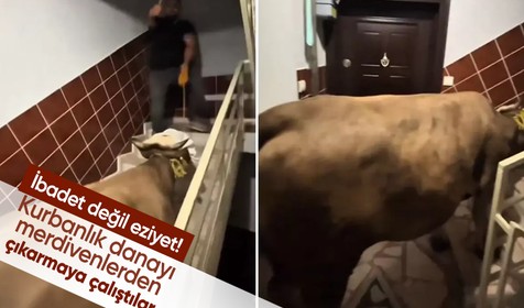 İbadet değil eziyet! Kurbanlık danayı merdivenlerden beşinci kata çıkarmaya çalıştılar
