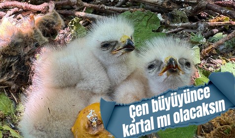 Bingöl'de 2 bin 100 rakımdaki ormanda kartal yavruları yuvalarında görüntülendi