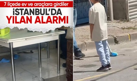 İstanbul’da yılan alarmı: 7 ilçede ev, araç ve iş yerlerine girdiler