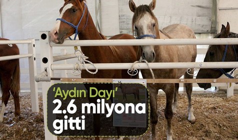 TİGEM'in tay satışında Aydın Dayı 2.6 milyon TL'ye alıcı buldu