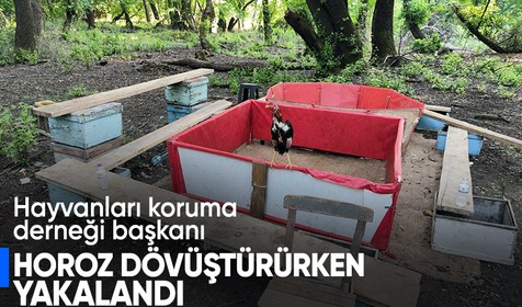 Hayvanları koruma derneği başkanı horoz dövüştürürken yakalandı