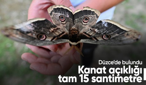 Düzce'de kanat açıklığı 15 cm olan tavus kelebeği bulundu