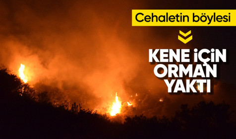 Tarım arazisinde başlayıp ormana sıçrayan yangın keneli yastığın yakılmasıyla çıkmış