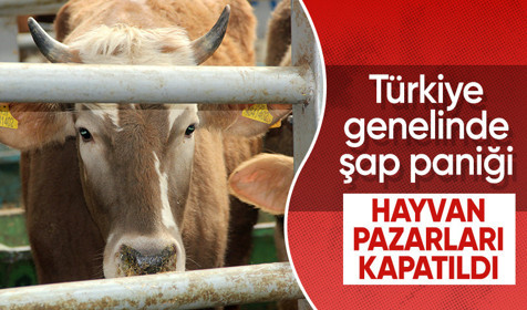 Ülke genelinde şap paniği: 81 ilde tüm hayvan pazarları kapatıldı