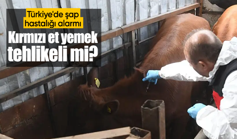 Türkiye'de şap hastalığı alarmı! Kırmızı et yemek tehlikeli mi? Bakanlıktan açıklama