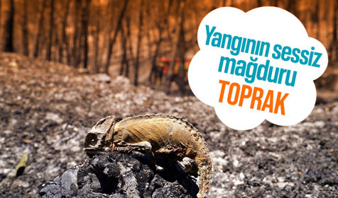 Yangının sessiz mağduru: Toprak