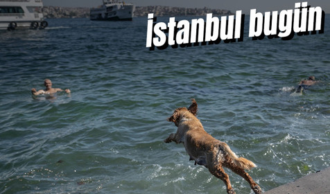 İstanbul'da sıcak hava! Köpekler de denize girip serinledi