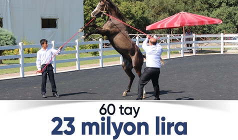 TİGEM 60 tay satışından 23 milyon lira gelir elde etti