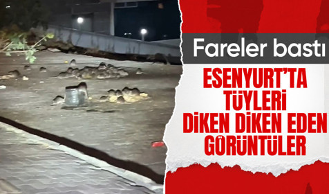 Esenyurt'ta tüyleri diken diken eden görüntü: Sokakları fareler bastı