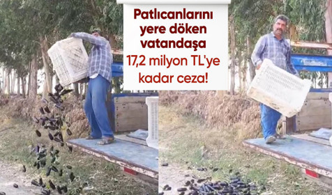 Mersin'de patlıcanları yere döken üreticiye 17,2 milyon liraya kadar ceza