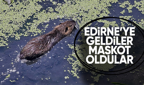 Edirne'ye gelen su maymunları ilgi görüyor
