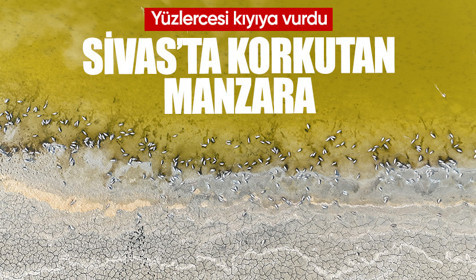 Gölde korkutan görüntü, yüzlercesi kıyıya vurdu