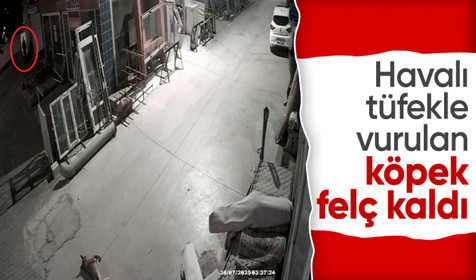 Havalı tüfekle vurulan köpek felç kaldı! O anlar kamerada