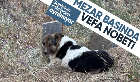 Mezar başında vefa nöbeti: Sahibinin mezarından ayrılmıyor