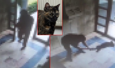 Başakşehir'de kediye işkence: Cani gözaltına alındı