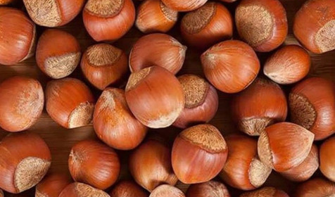 2025-2026 sezonu fındık alım fiyatları belli oldu: Giresun kalite 200; levant kalite 195 lira