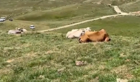 Kars ve Ardahan'da görülen sap hastalığı halkı tedirgin ediyor
