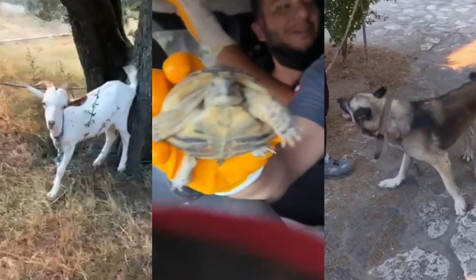 Çanakkale'deki orman yangınında tahliye çalışması yapan ekip alevlerin arasında kaldı, imdatlarına TSK yetişti