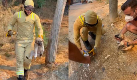 Orman ekipleri Çanakkale yangında kaplumbağa ve köpek yavrusunu kurtardı