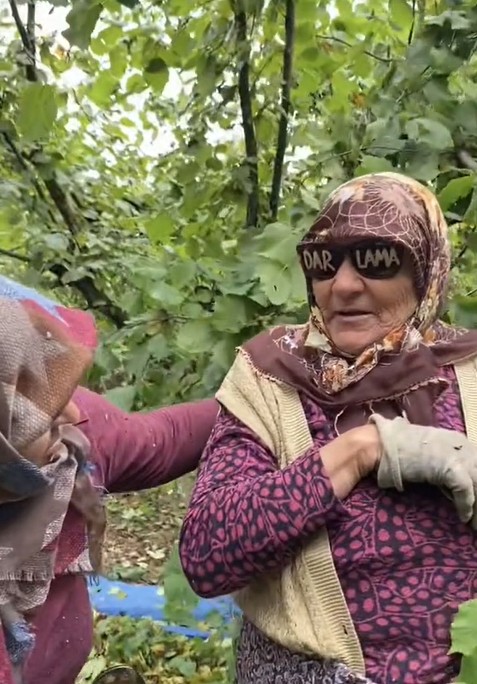 Fındık toplama videosu sosyal medyada viral oldu! Horon teptiler - Resim: 8