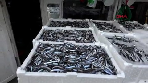 Amasra'da balıkçılar 375 ton hamsi yakaladı