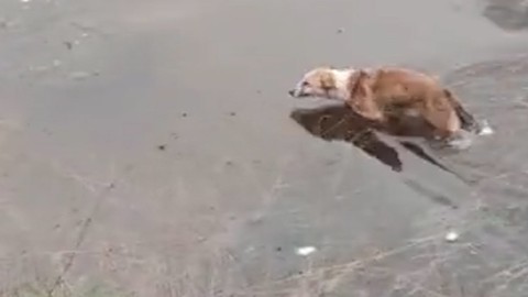Kocaeli'de dereye düşen köpeği itfaiye kurtardı