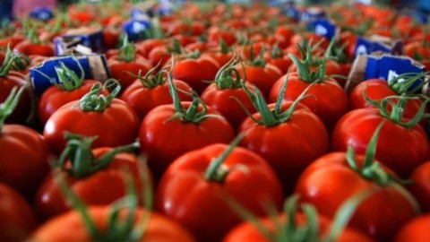 Domates ihracatının kısıtlanmasının ardından peş peşe uyarılar geliyor: Domatesin kilosu 100 lirayı bulabilir!