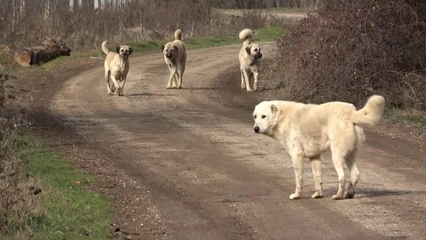 Köpek dövüşü yapanlara ceza yağdı!