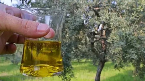 Aydın'da 11 ton sahte zeytinyağı ele geçirildi