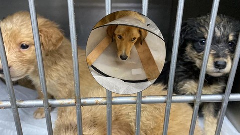 Zonguldak'ta hamile köpeğe silahlı saldırı! Acılar içinde yavrularını doğurdu