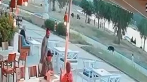 Sokak köpeği çocuğa saldırdı