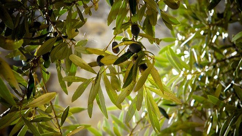 Rüyada Zeytin Ağacı Görmek Ne Anlama Gelir? Neye Delalet Eder?