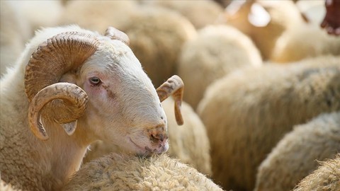 Arife ne zaman? 2024 Kurban Bayramı arefesi ne zaman? Bu yıl Kurban Bayramı tatili hangi günlere denk geliyor, kaç gün?