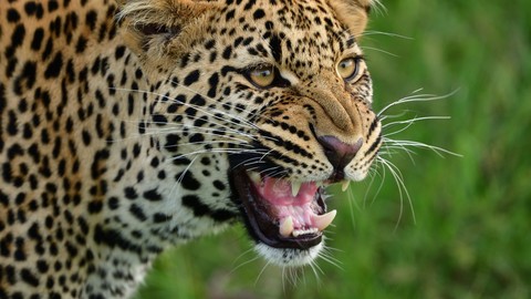 Rüyada Leopar Görmek Ne Anlama Gelir? Neye Delalet Eder?