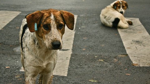 Sokak köpeklerine yönelik düzenlemede 'ötanazi' terimi yasa teklifinden çıkarıldı