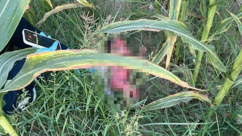 Osmaniye'de tarlada yeni doğmuş bebek bulundu