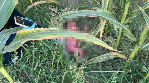 Osmaniye'de tarlada bebek bulundu! Meğer 15 yaşındaki kız tecavüze uğramış