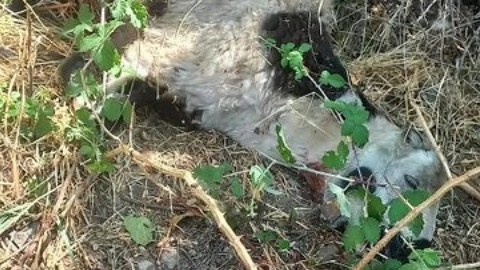 Sokak köpekleri 19 koyunu telef etti