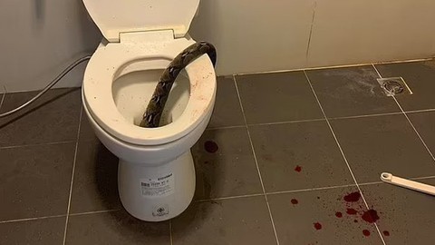 Tayland'da bir adam tuvalette 3.5 metrelik pitonun saldırısına uğradı